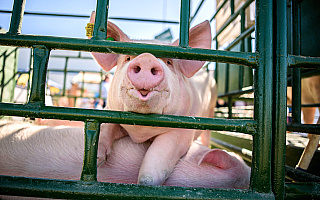 Wirus ASF po raz kolejny zaatakował w regionie. W jednym z gospodarstw hodowano ponad 1700 świń
